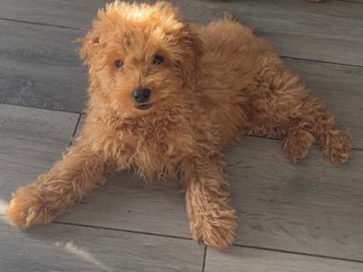 F1B male Cavapoo puppy in Carlow