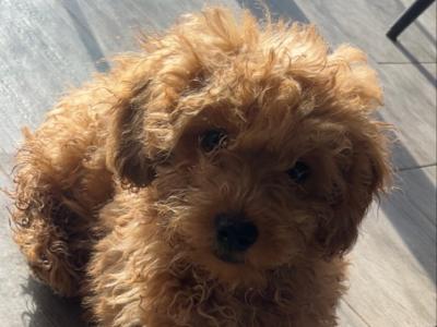 F1B male Cavapoo puppy in Carlow