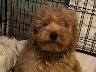 F1B male Cavapoo puppy in Carlow