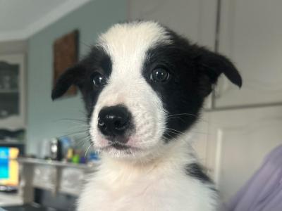 PBNR Border Collie male puppies for sale in Kerry €450