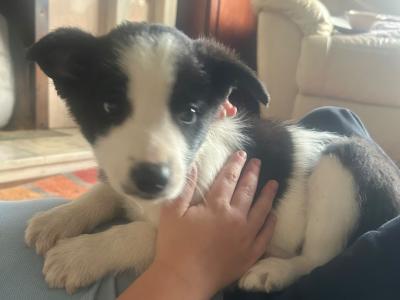 PBNR Border Collie male puppies for sale in Kerry €450