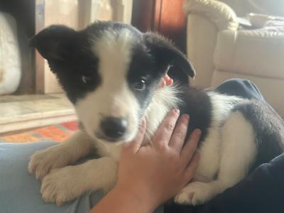 PBNR Border Collie male puppies for sale in Kerry €450