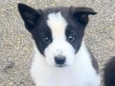 PBNR Border Collie male puppies for sale in Kerry €450