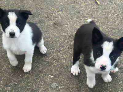 PBNR Border Collie male puppies for sale in Kerry €450