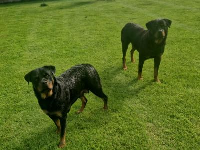 Rottweiler puppies for sale in Dublin, 4 female and 1 male