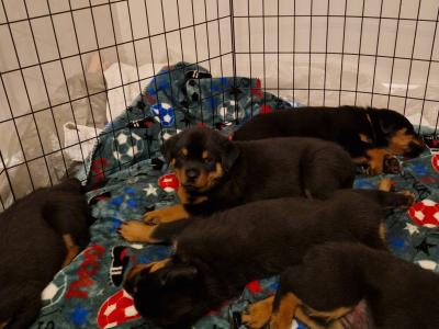 Rottweiler puppies for sale in Dublin, 4 female and 1 male