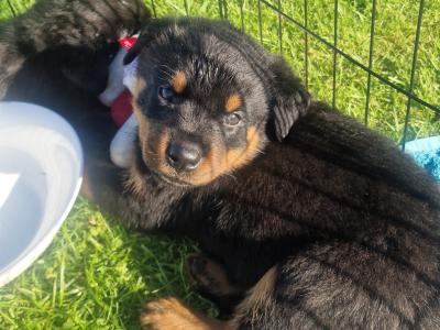 Rottweiler puppies for sale in Dublin, 4 female and 1 male