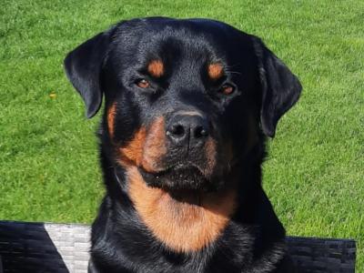 Rottweiler puppies for sale in Dublin, 4 female and 1 male