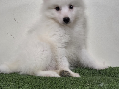 JAPANESE SPITZ MALE