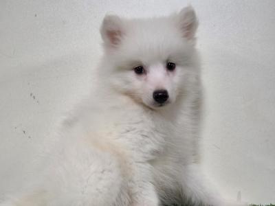 Male Japanese Spitz puppy in Limerick