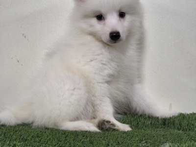 JAPANESE SPITZ MALE
