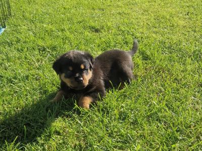 Rottweiler puppies for sale in Dublin, 4 female and 1 male