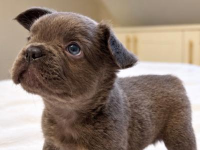 Fluffy French Bulldog puppies in Down