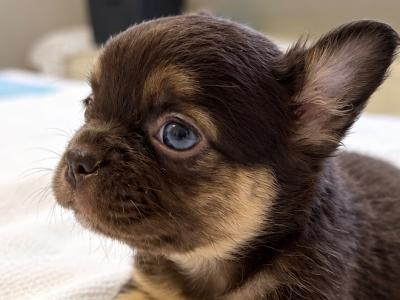 Fluffy French Bulldog puppies in Down