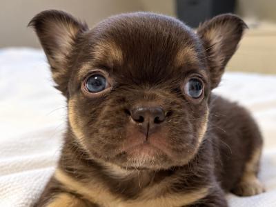 Fluffy French Bulldog puppies in Down
