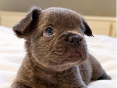 Fluffy French Bulldog puppies in Down