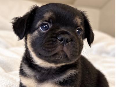 Fluffy French Bulldog puppies in Down