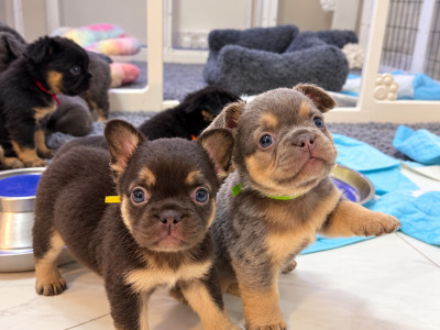 Fluffy French Bulldog puppies in Down