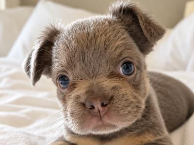 Fluffy French Bulldog puppies in Down