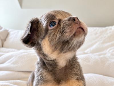 Fluffy French Bulldog puppies in Down