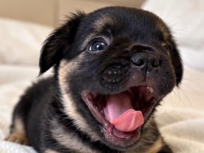 Fluffy French Bulldog puppies in Down