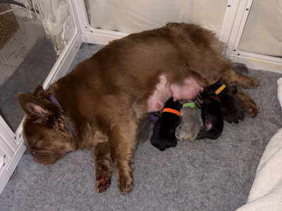 Fluffy French Bulldog puppies in Down