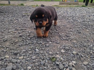 Rottweiler puppies for sale in Dublin, 4 female and 1 male