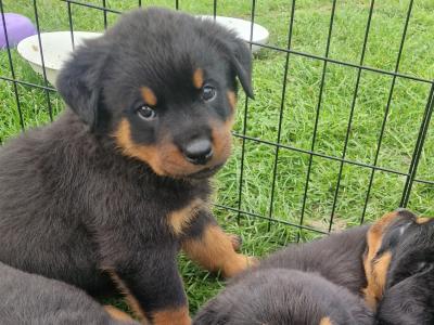 Rottweiler puppies for sale in Dublin, 4 female and 1 male