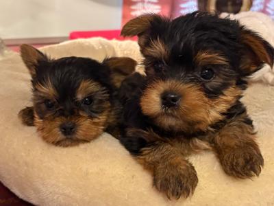 "The Cuddle Twins" Miniature Yorkshire Terrier puppies in Wexford