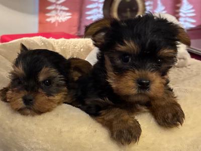 "The Cuddle Twins" Miniature Yorkshire Terrier puppies in Wexford