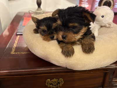 "The Cuddle Twins" Miniature Yorkshire Terrier puppies in Wexford
