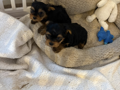 "The Cuddle Twins" Miniature Yorkshire Terrier puppies in Wexford