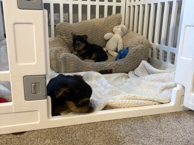 "The Cuddle Twins" Miniature Yorkshire Terrier puppies in Wexford