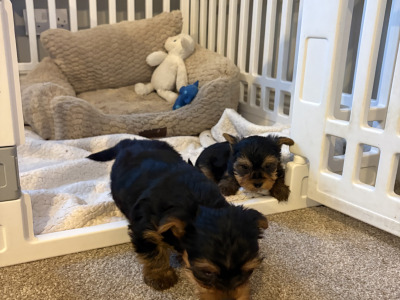 "The Cuddle Twins" Miniature Yorkshire Terrier puppies in Wexford