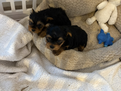 "The Cuddle Twins" Miniature Yorkshire Terrier puppies in Wexford