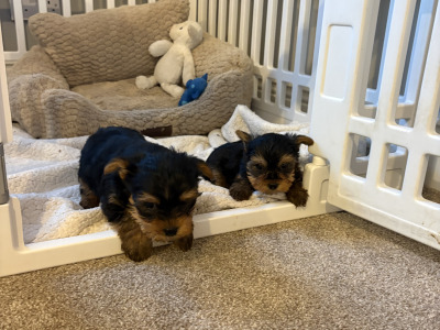 "The Cuddle Twins" Miniature Yorkshire Terrier puppies in Wexford
