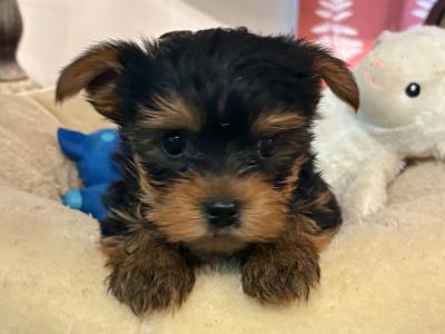 "The Cuddle Twins" Miniature Yorkshire Terrier puppies in Wexford