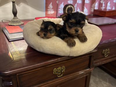 "The Cuddle Twins" Miniature Yorkshire Terrier puppies in Wexford