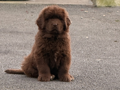 Gorgeous IKC Registered (pending) Newfoundland puppies in Roscommon