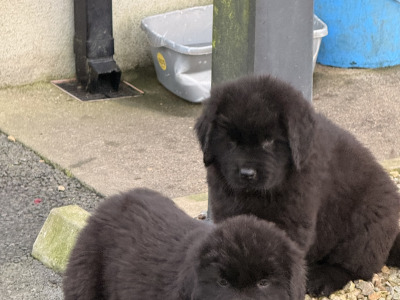 Gorgeous IKC Registered (pending) Newfoundland puppies in Roscommon