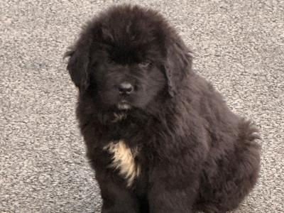 Gorgeous IKC Registered (pending) Newfoundland puppies in Roscommon