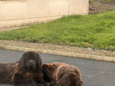 Gorgeous IKC Registered (pending) Newfoundland puppies in Roscommon