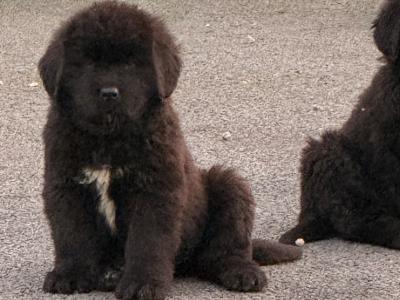 Gorgeous IKC Registered (pending) Newfoundland puppies in Roscommon