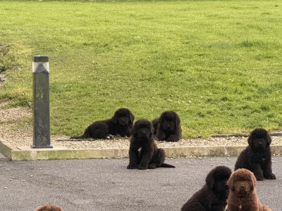 Gorgeous IKC Registered (pending) Newfoundland puppies in Roscommon