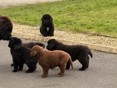 Gorgeous IKC Registered (pending) Newfoundland puppies in Roscommon