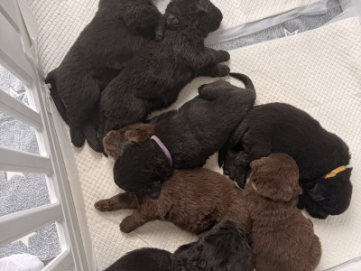 Gorgeous IKC Registered (pending) Newfoundland puppies in Roscommon