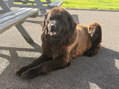 Gorgeous IKC Registered (pending) Newfoundland puppies in Roscommon