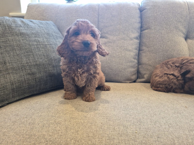 Handsome Cockapoo puppies for sale in Sligo