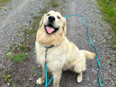 IKC Registered male Golden Retriever puppy 13 months old for sale in Cork