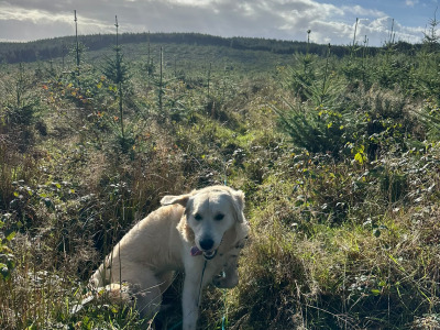 IKC Registered male Golden Retriever puppy 13 months old for sale in Cork